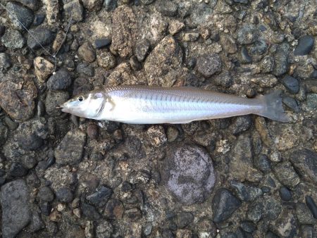 キスの50匹超え